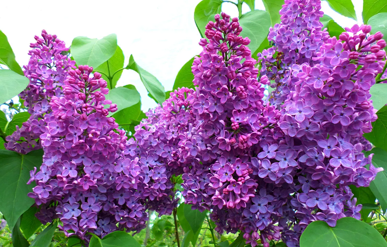 Photo wallpaper may, flowering, lilac