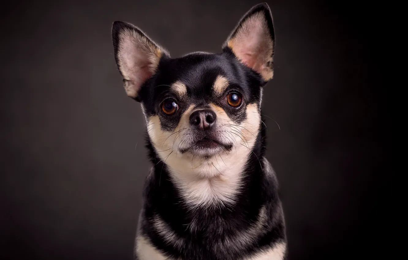Photo wallpaper the dark background, portrait, dog, Chihuahua, toy Terrier, Chihuahua
