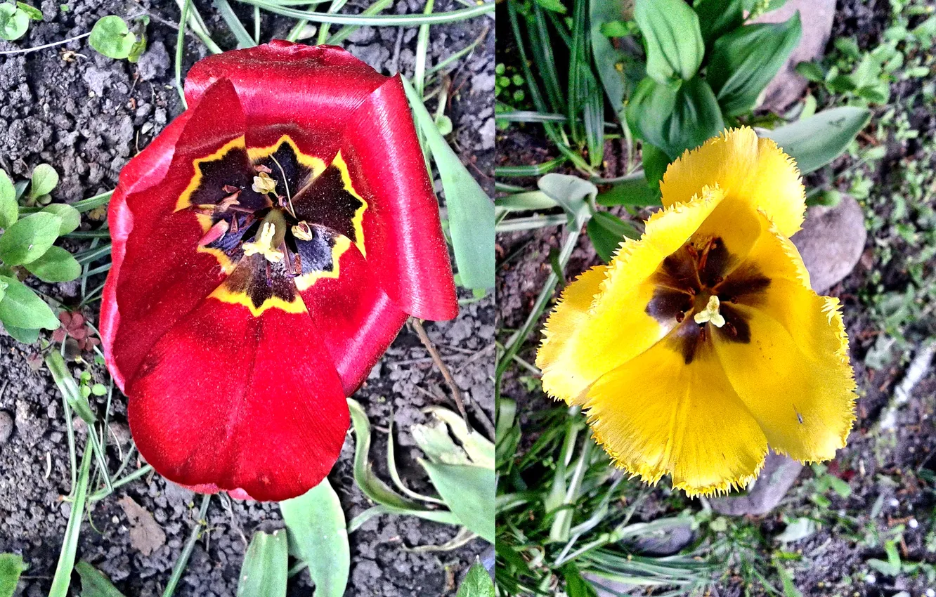 Photo wallpaper plant, The Hungarian tulip, The Agensky tulip