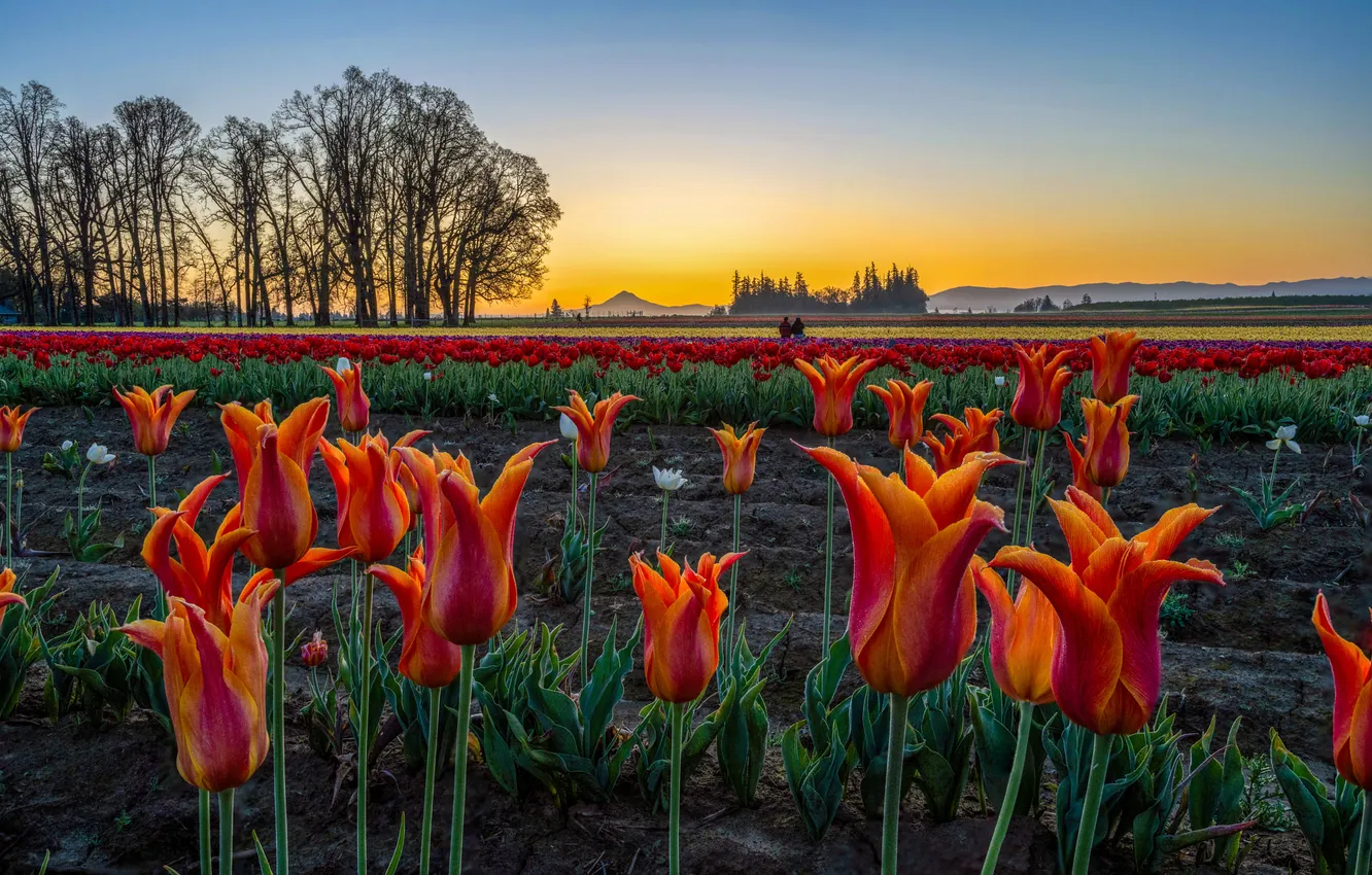 Photo wallpaper field, the sky, trees, flowers, orange, red, spring, dal