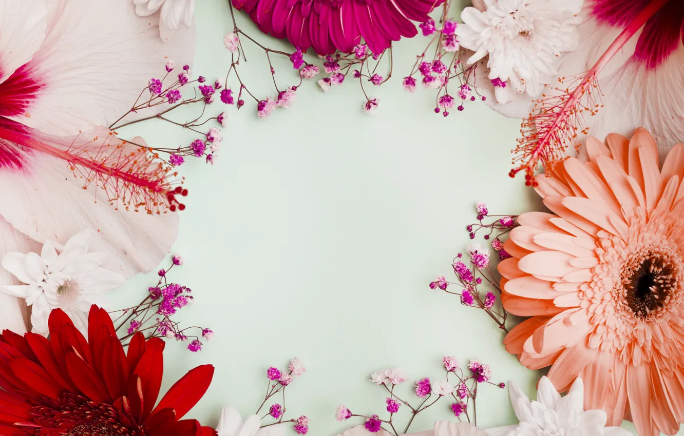 Photo wallpaper flowers, background, colorful, pink, gerbera, pink, flowers, purple