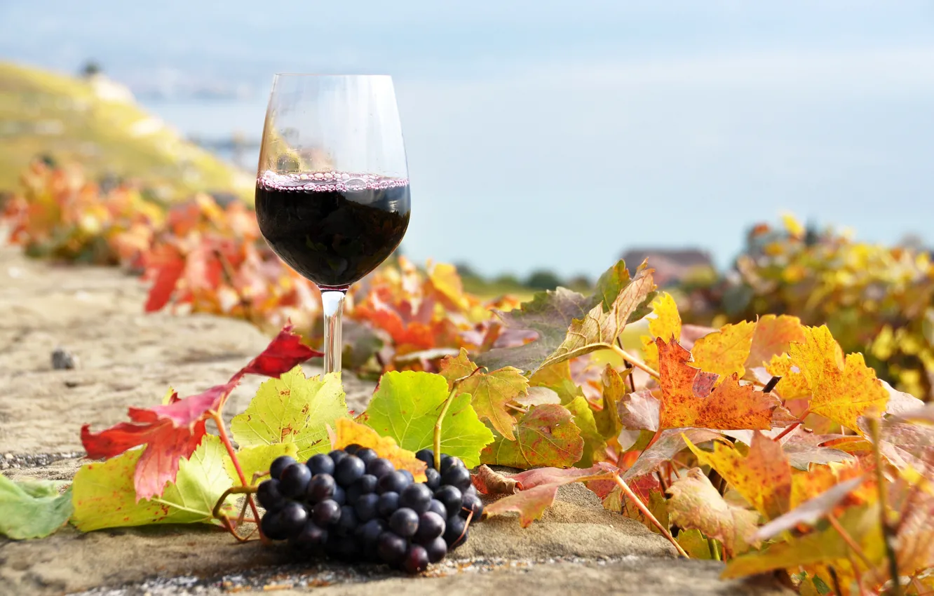 Photo wallpaper autumn, leaves, wine, red, glass, grapes, the vineyards