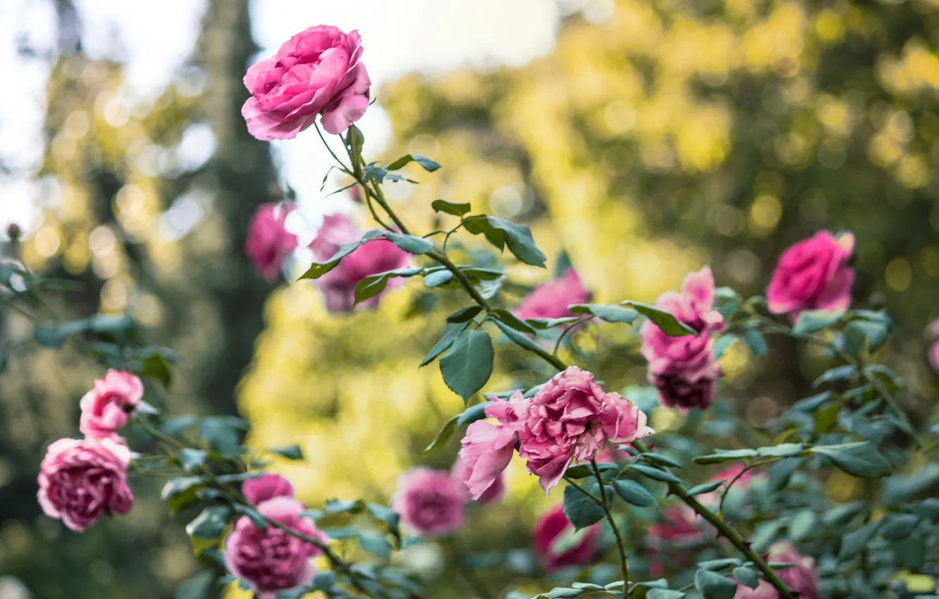 Photo wallpaper flowers, roses, the bushes