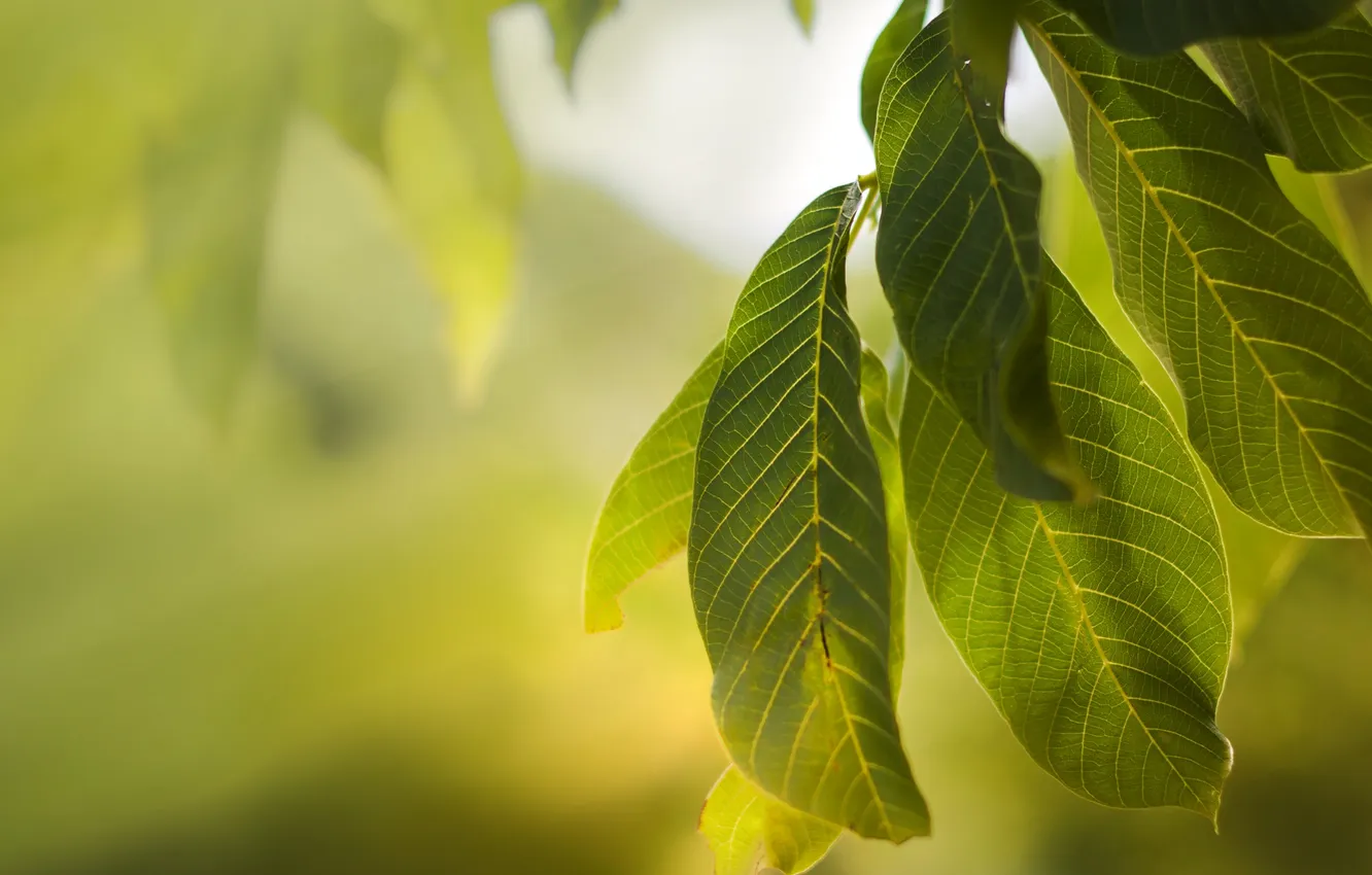 Photo wallpaper summer, leaves, macro, green, macro
