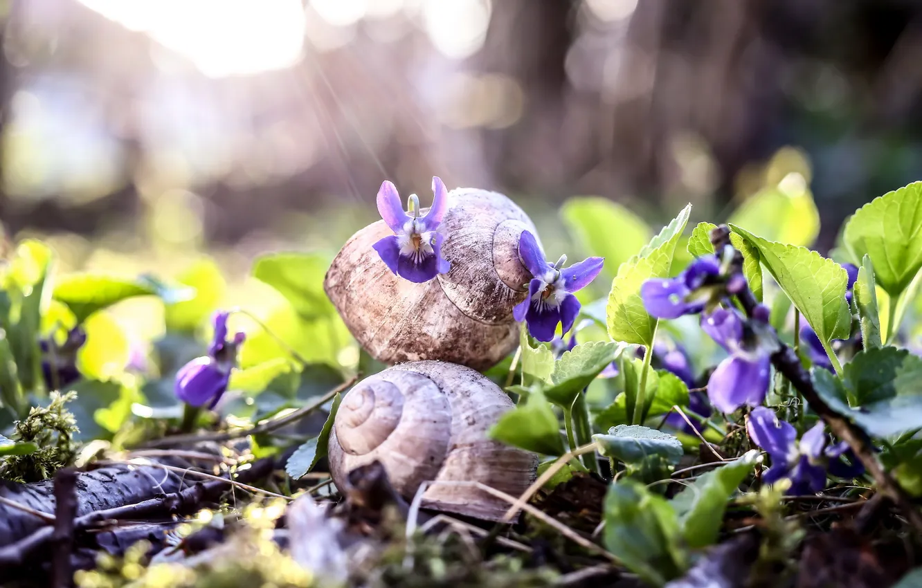 Photo wallpaper flowers, nature, snail