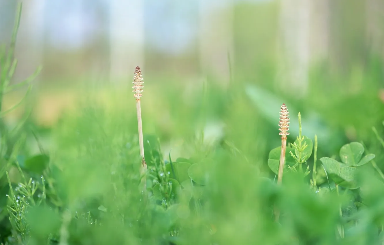 Photo wallpaper greens, forest, grass, macro, light, nature, tenderness, plant
