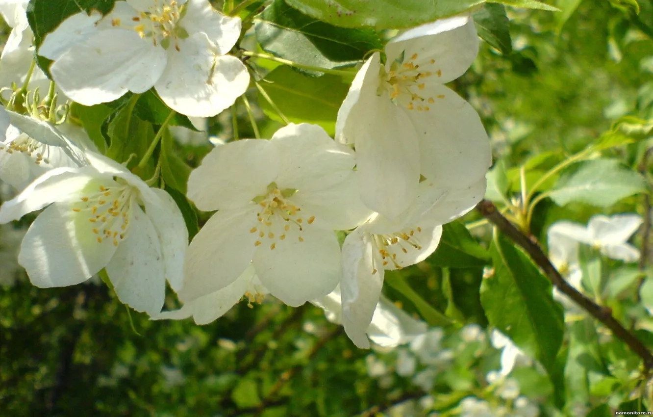Photo wallpaper greens, white, flowers, nature, spring, Flowers-of-the-tree