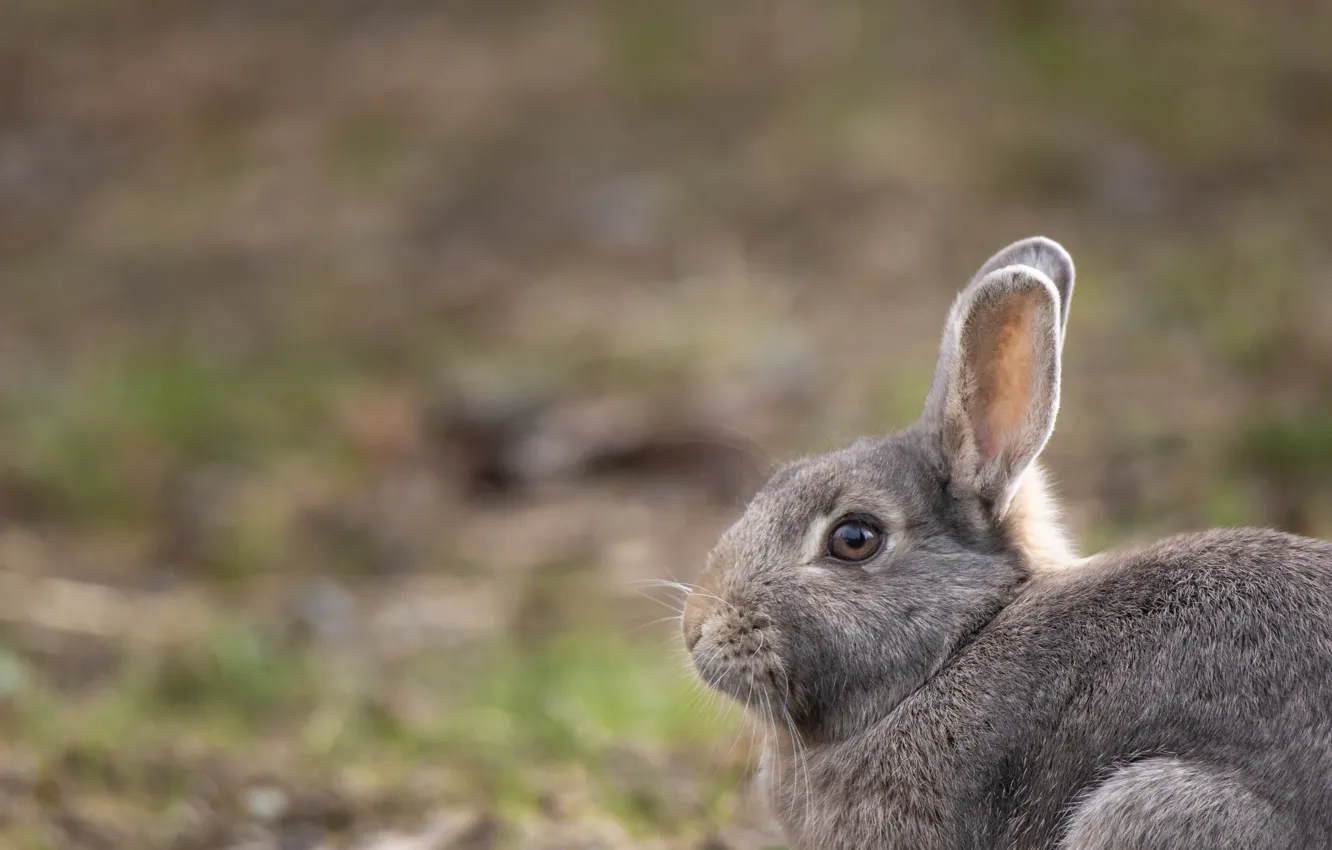 Photo wallpaper grey, background, rabbit