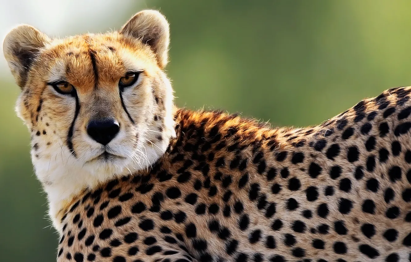 Photo wallpaper look, face, predator, spot, Cheetah