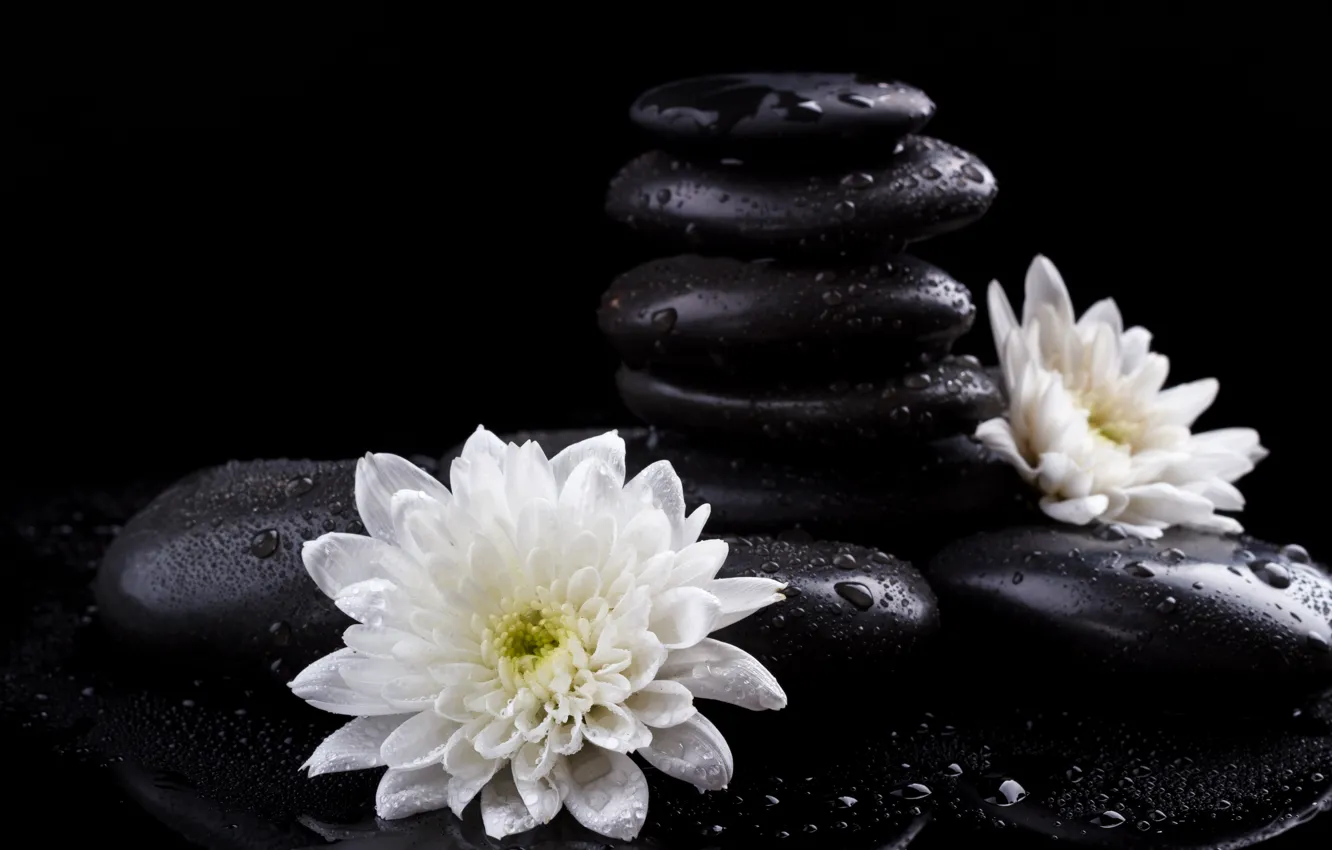 Photo wallpaper drops, flowers, stones, chrysanthemum, Spa