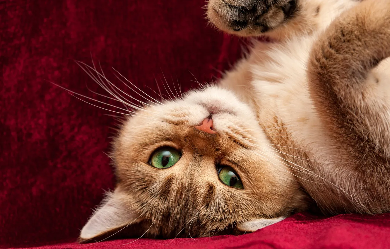 Photo wallpaper cat, cat, look, pose, portrait, legs, fabric, lies