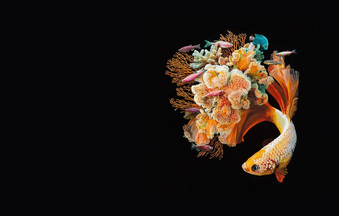 Photo wallpaper fish, art, reef, coral, Lisa Ericson