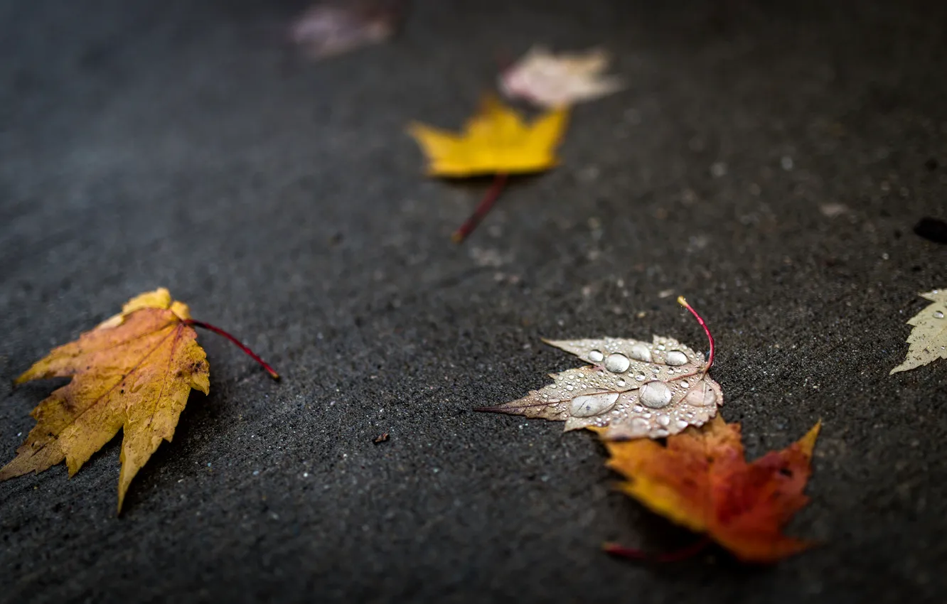 Photo wallpaper autumn, leaves, water, drops, macro, leaves