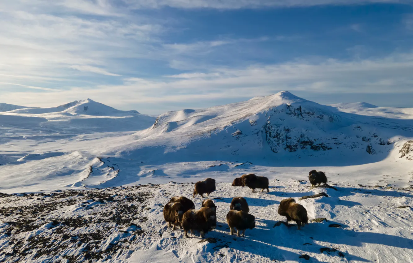 Photo wallpaper snow, mountains, Norway, musk ox