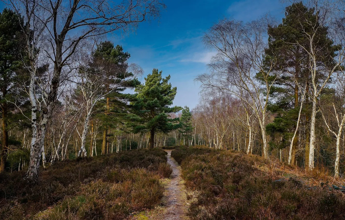 Photo wallpaper forest, landscape, nature, beauty, trail, path