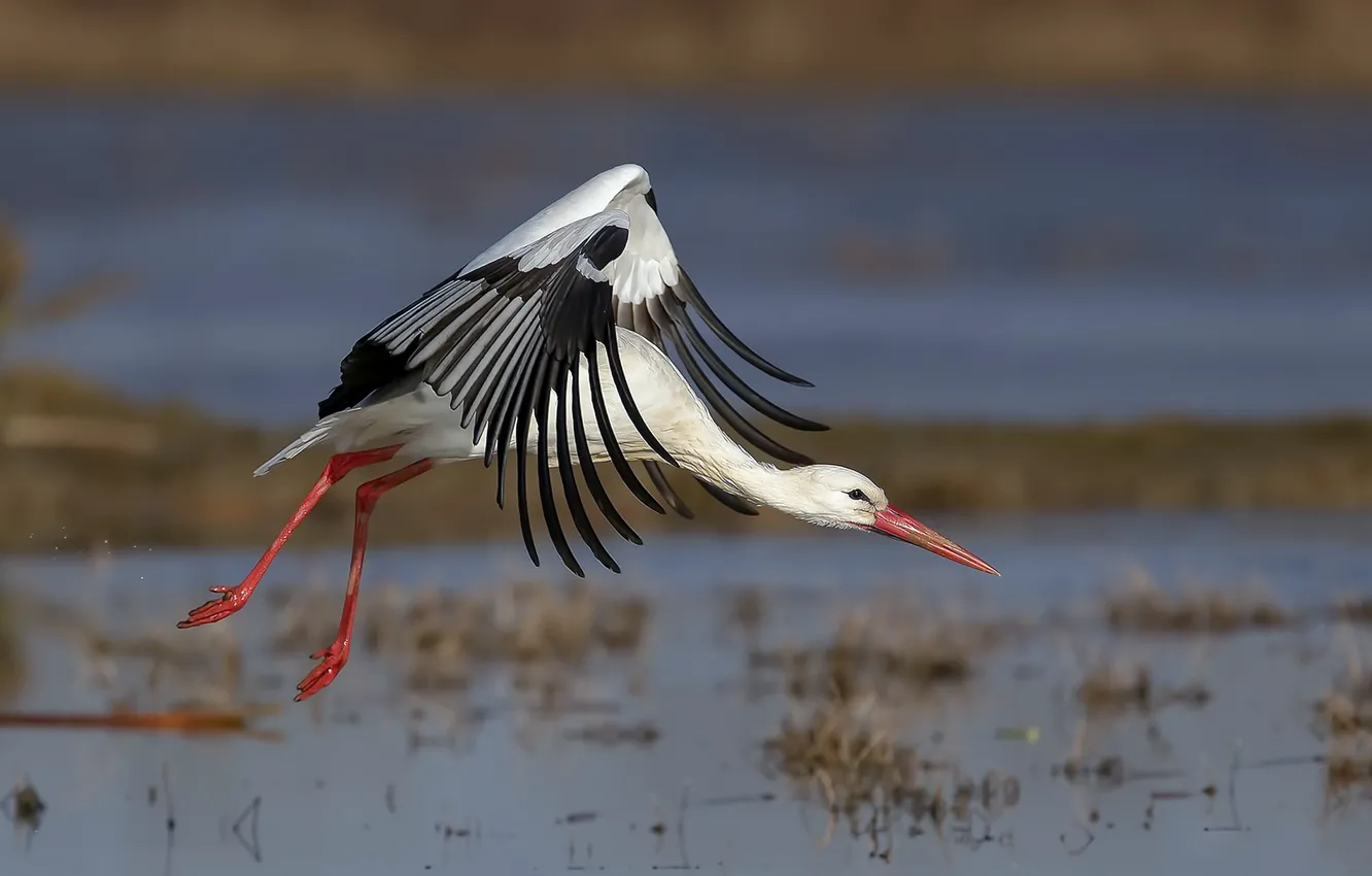 Photo wallpaper nature, bird, stork