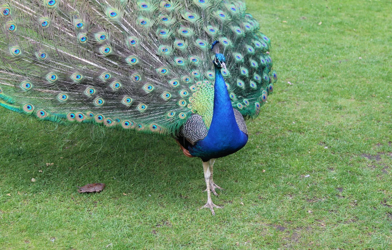 Photo wallpaper bird, feathers, tail, peacock, color