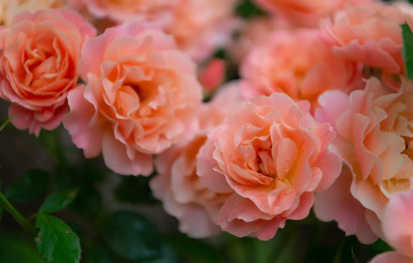 Photo wallpaper roses, petals, blur