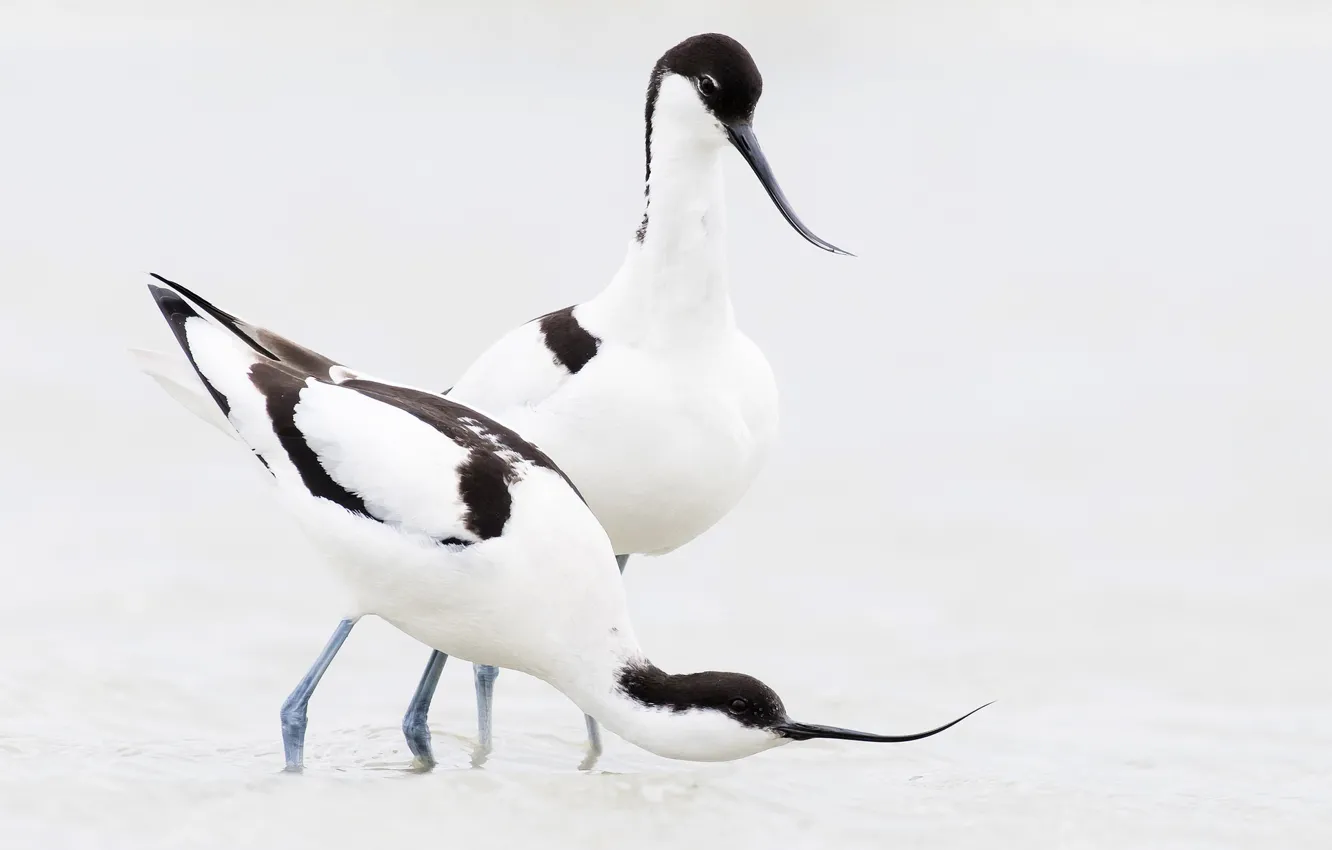 Photo wallpaper bird, beak, pair, pied Avocet