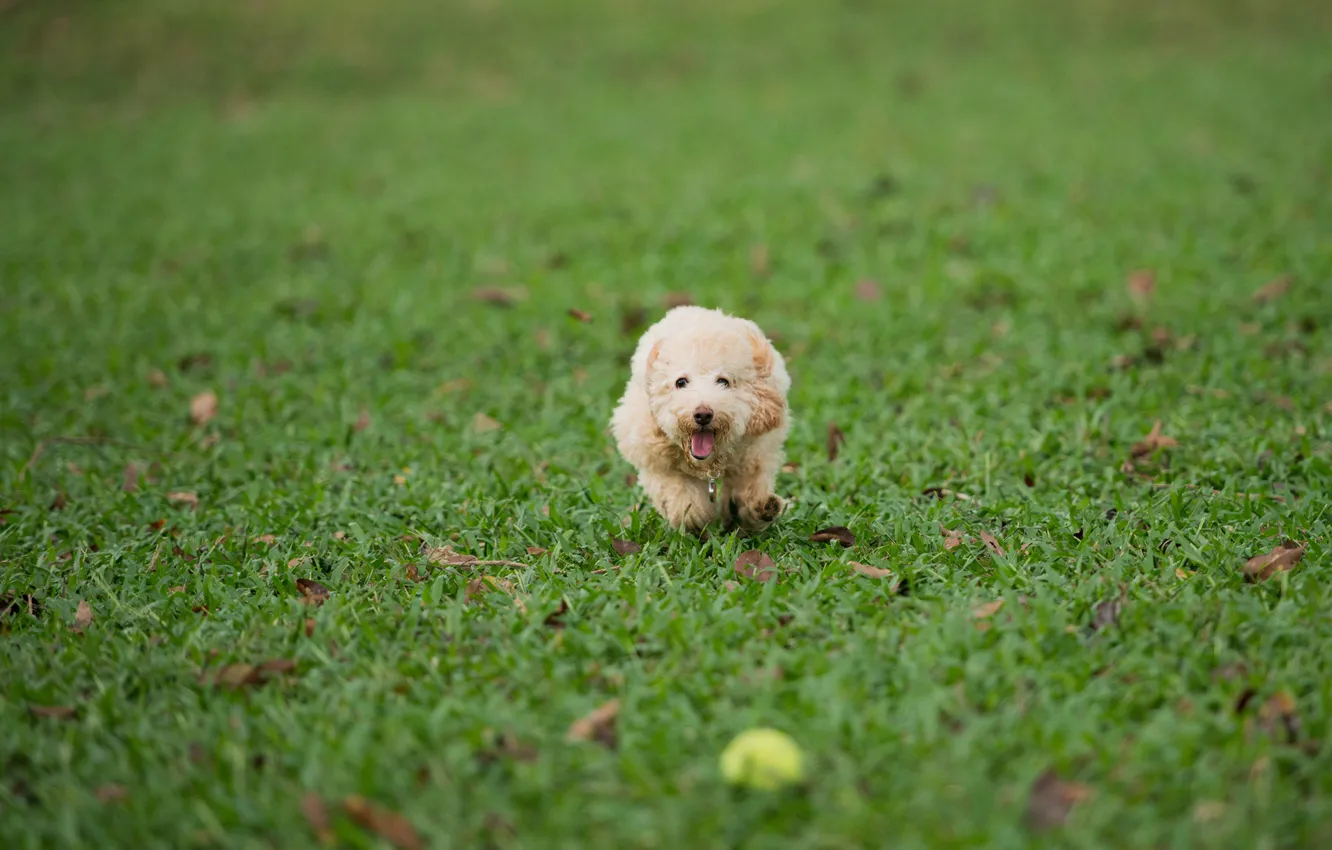 Photo wallpaper grass, lawn, the game, the ball, dog, running