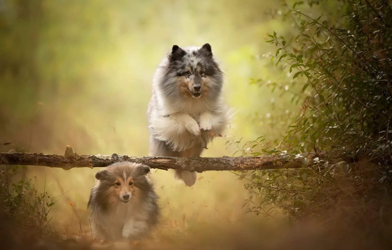 Photo wallpaper summer, nature, dog