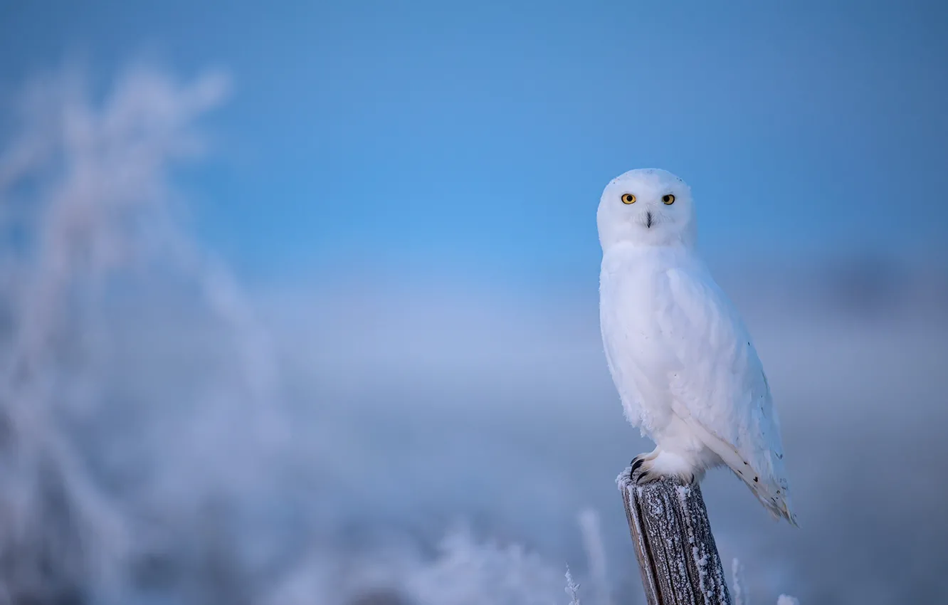Photo wallpaper winter, frost, owl, bird, posts, blue background, snowy owl, polar