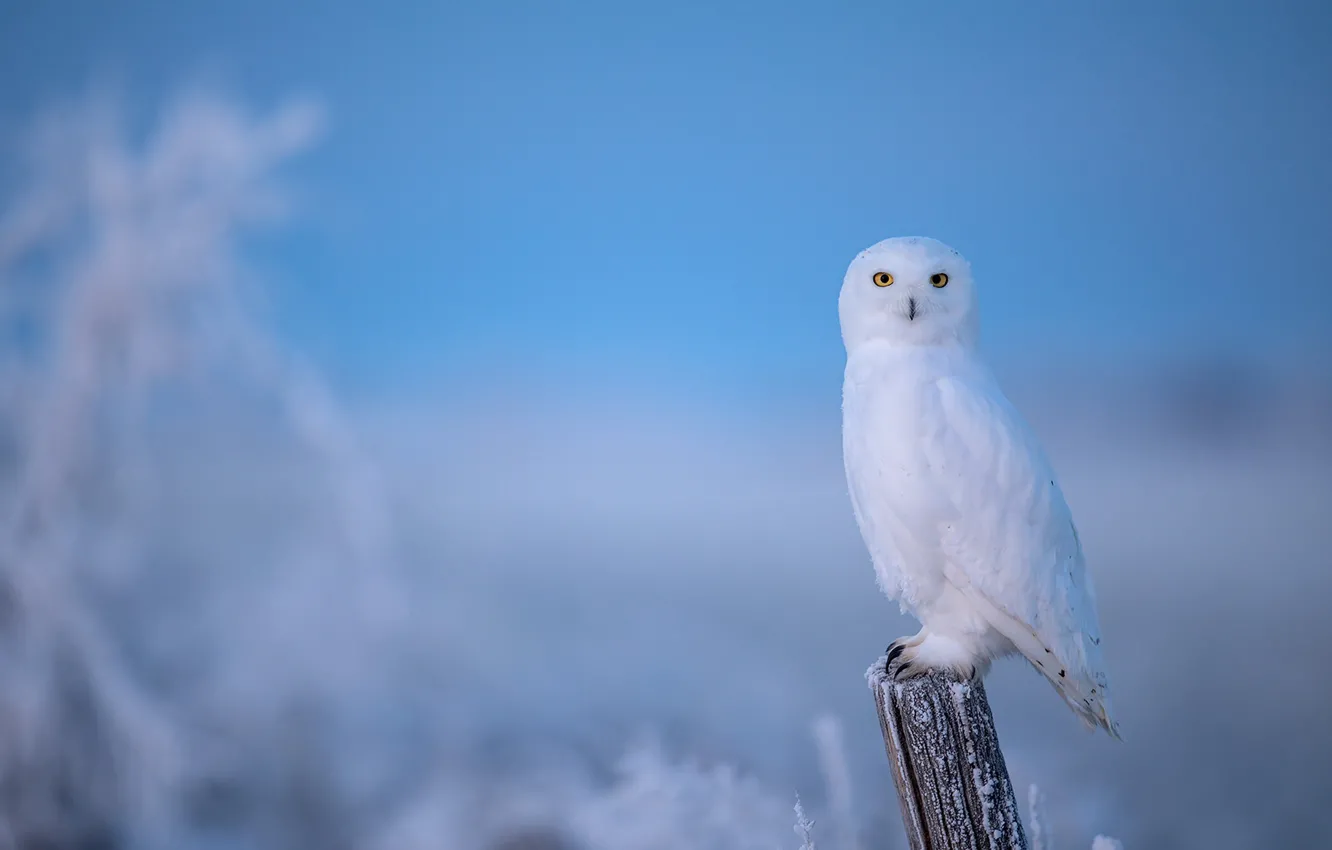 Photo wallpaper winter, frost, owl, bird, post, blue background, polar, snowy owl