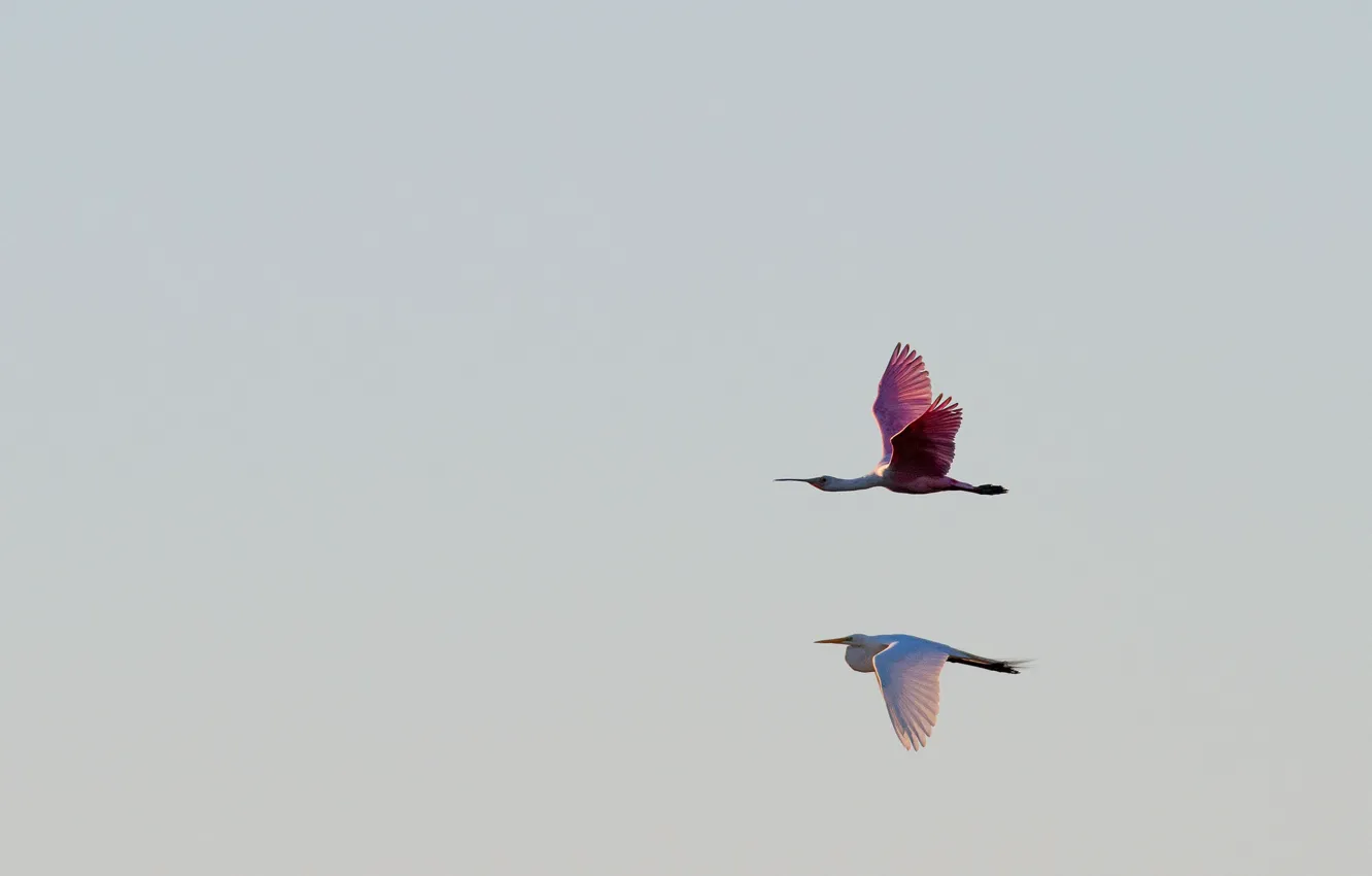 Photo wallpaper flight, wildlife, spoonbill, egret