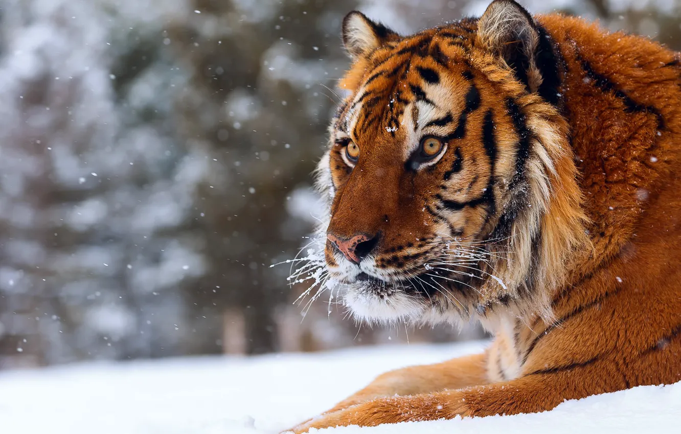 Photo wallpaper winter, snow, tiger, big cat