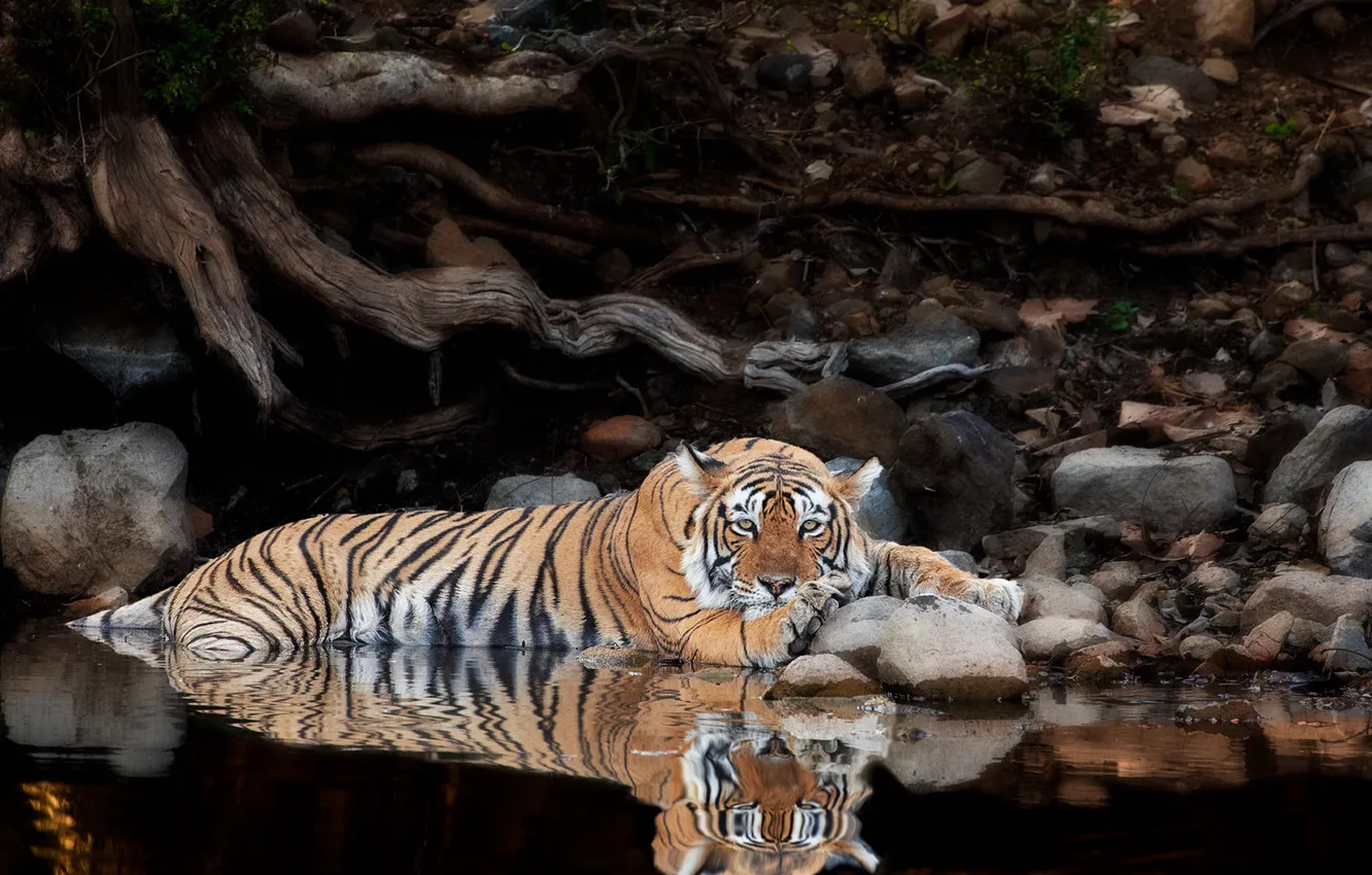 Photo wallpaper look, water, tiger, roots, reflection, stones, stay, wild cat
