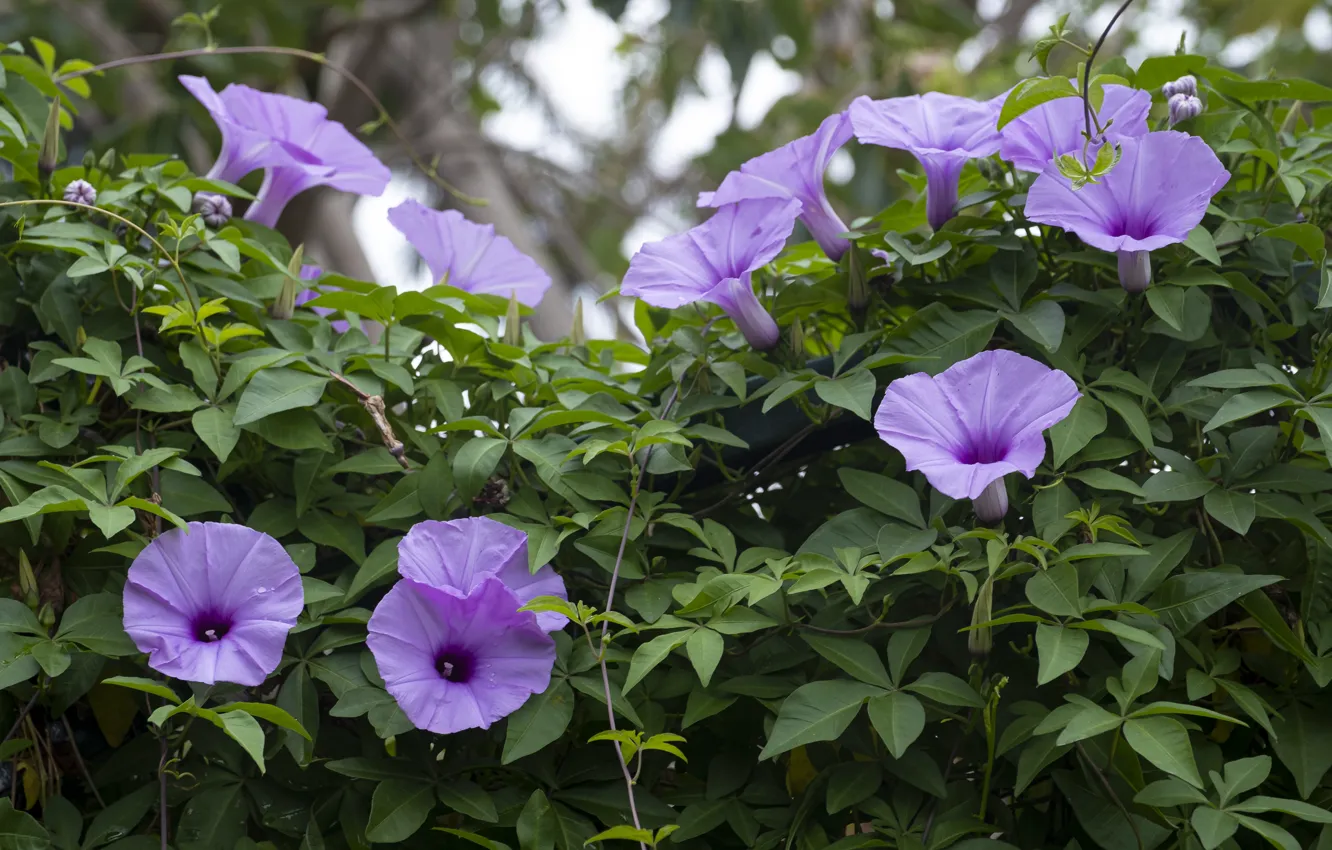 Photo wallpaper flowers, support, lilac, vines, bindweed, morning glory