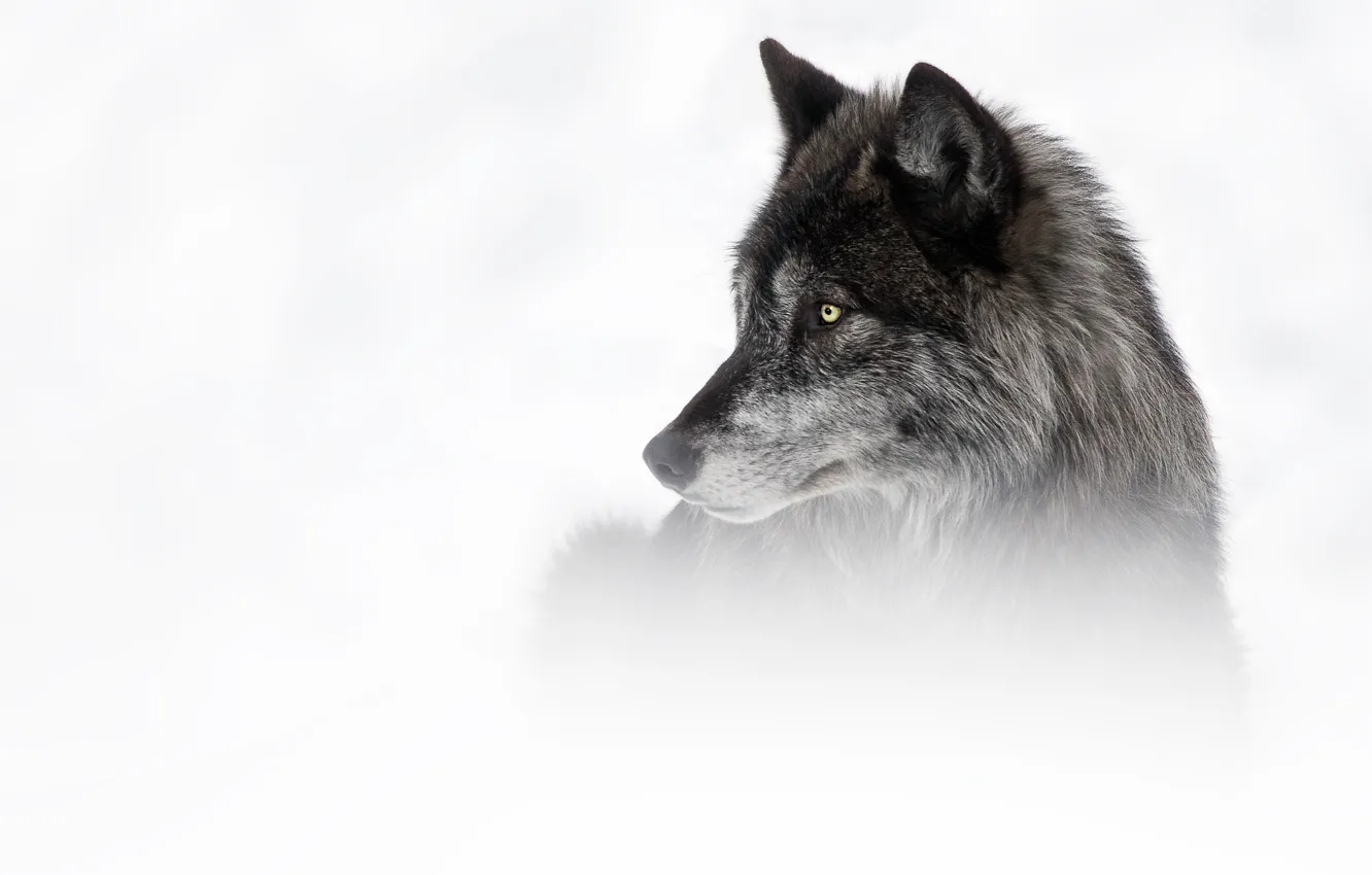 Photo wallpaper winter, look, face, snow, grey, black, wolf, portrait