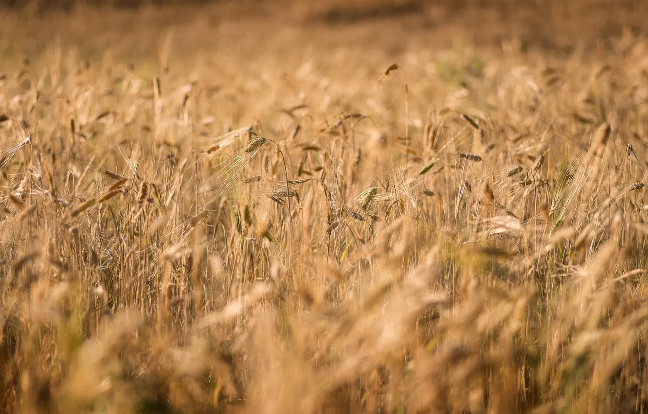 Photo wallpaper Finland, Field, Barley