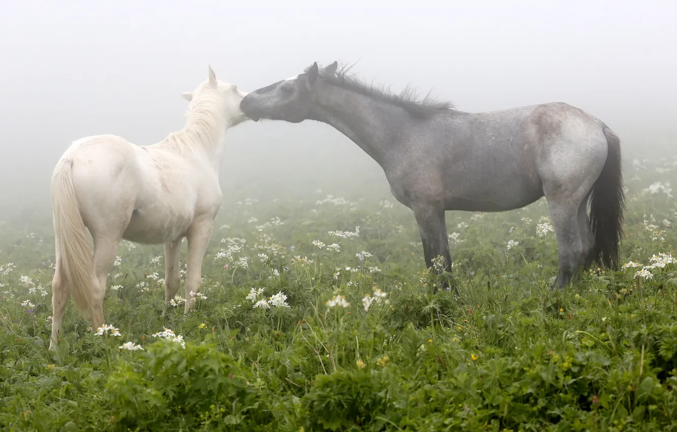 Photo wallpaper field, fog, horse