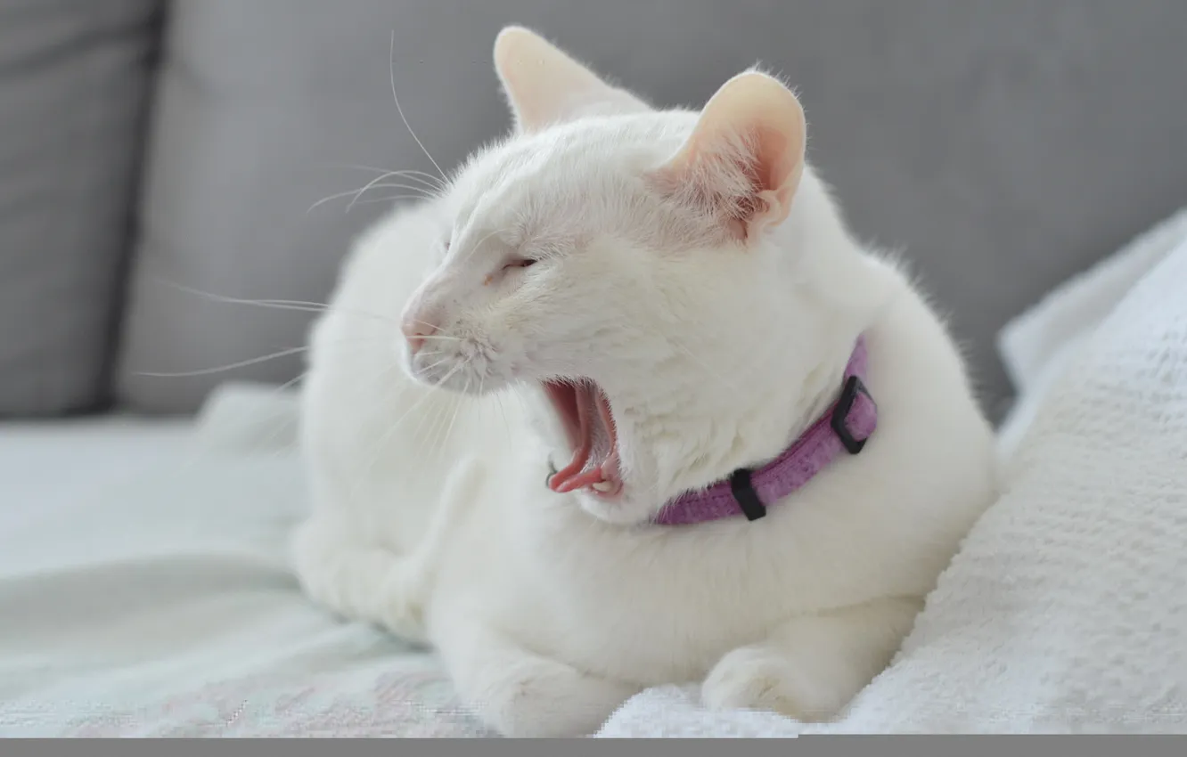 Photo wallpaper cat, comfort, home