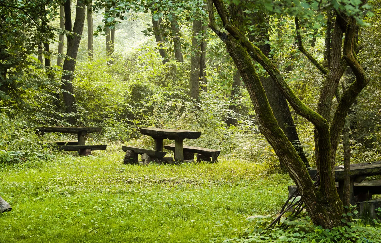 Photo wallpaper forest, grass, bench, nature, photo