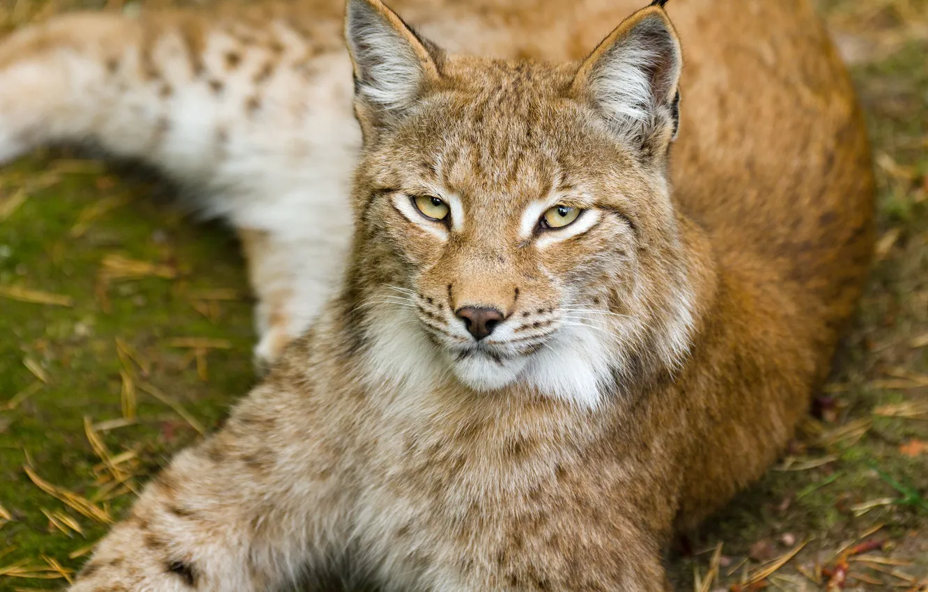 Photo wallpaper cat, look, lynx