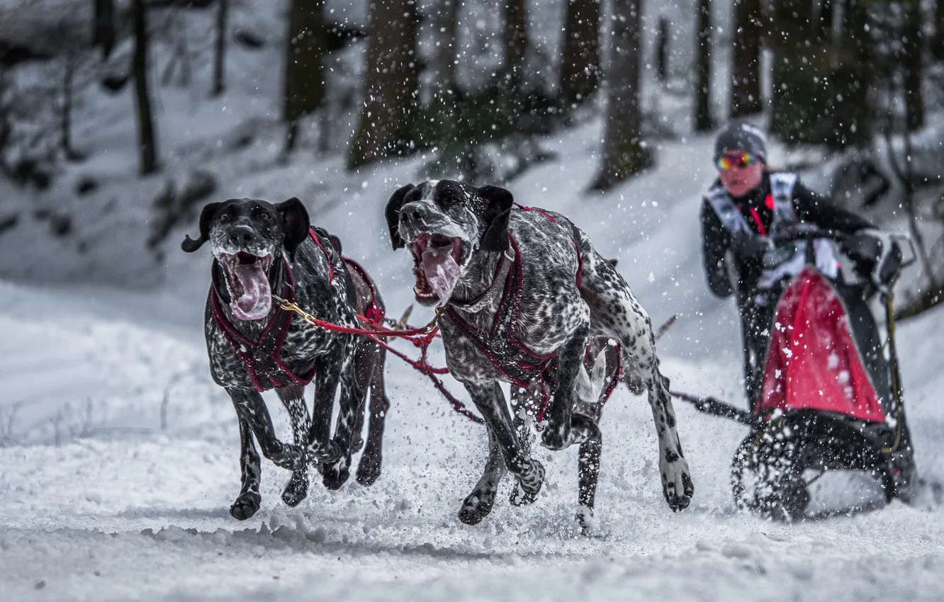 Photo wallpaper dogs, background, race, sport