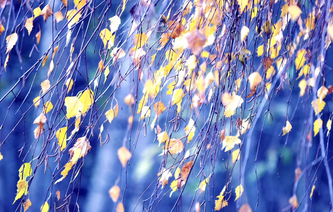 Photo wallpaper autumn, leaves, macro, branches, birch