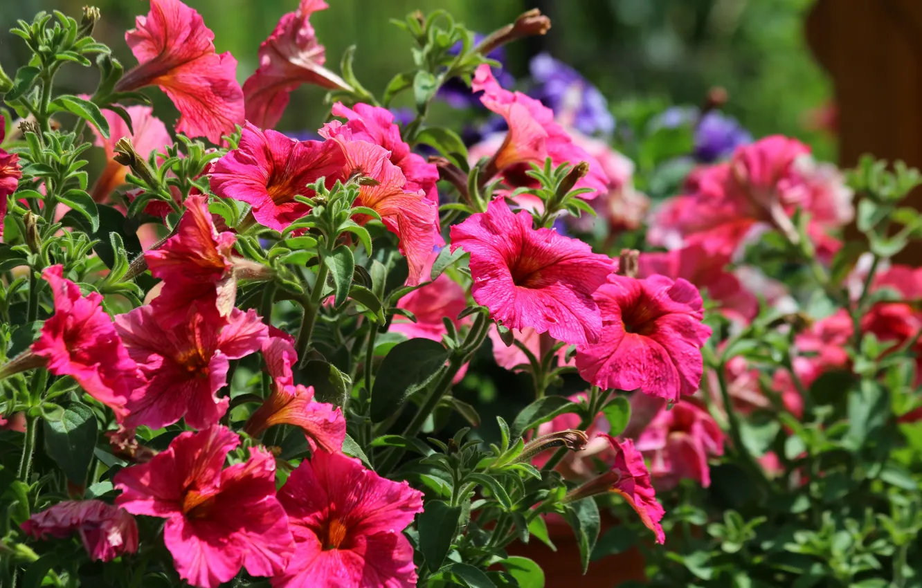 Photo wallpaper summer, flowers, nature, beauty, flowering, cottage, Petunia
