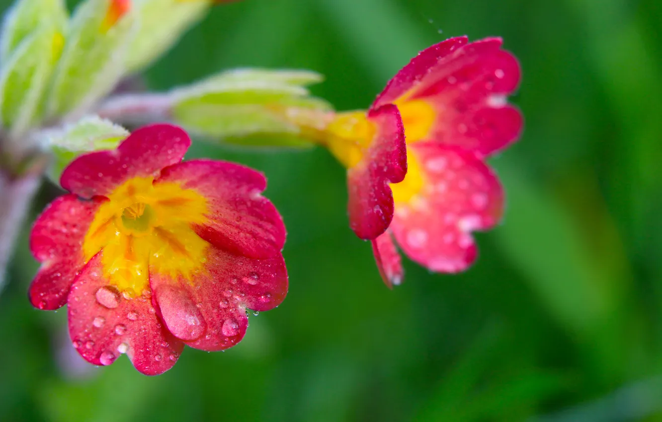 Photo wallpaper flower, spring, primroses, blooming