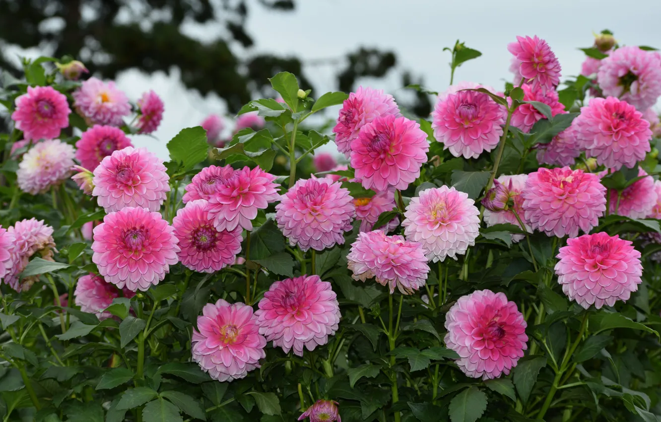Photo wallpaper color, beauty, petals, flowering, dahlias