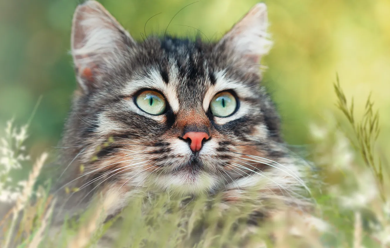 Photo wallpaper cat, grass, cat, portrait, muzzle, bokeh, cat
