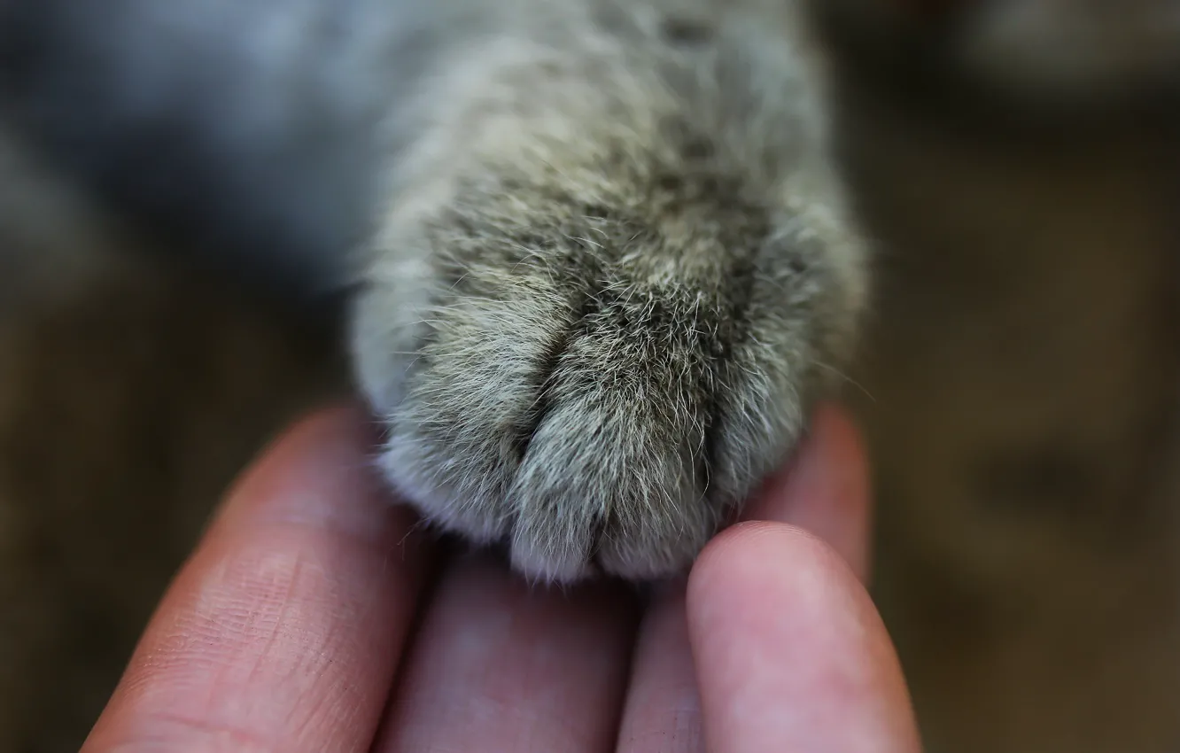 Photo wallpaper cat, macro, background, paw, hand