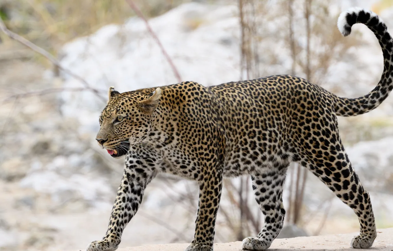 Photo wallpaper leopard, predator, animal, wild, bigcat