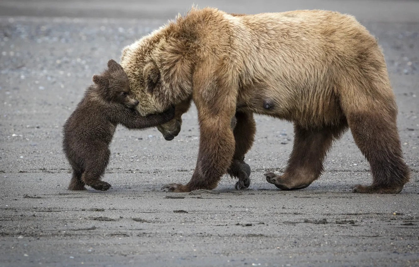 Photo wallpaper bear, mom, bear, hugs, bear