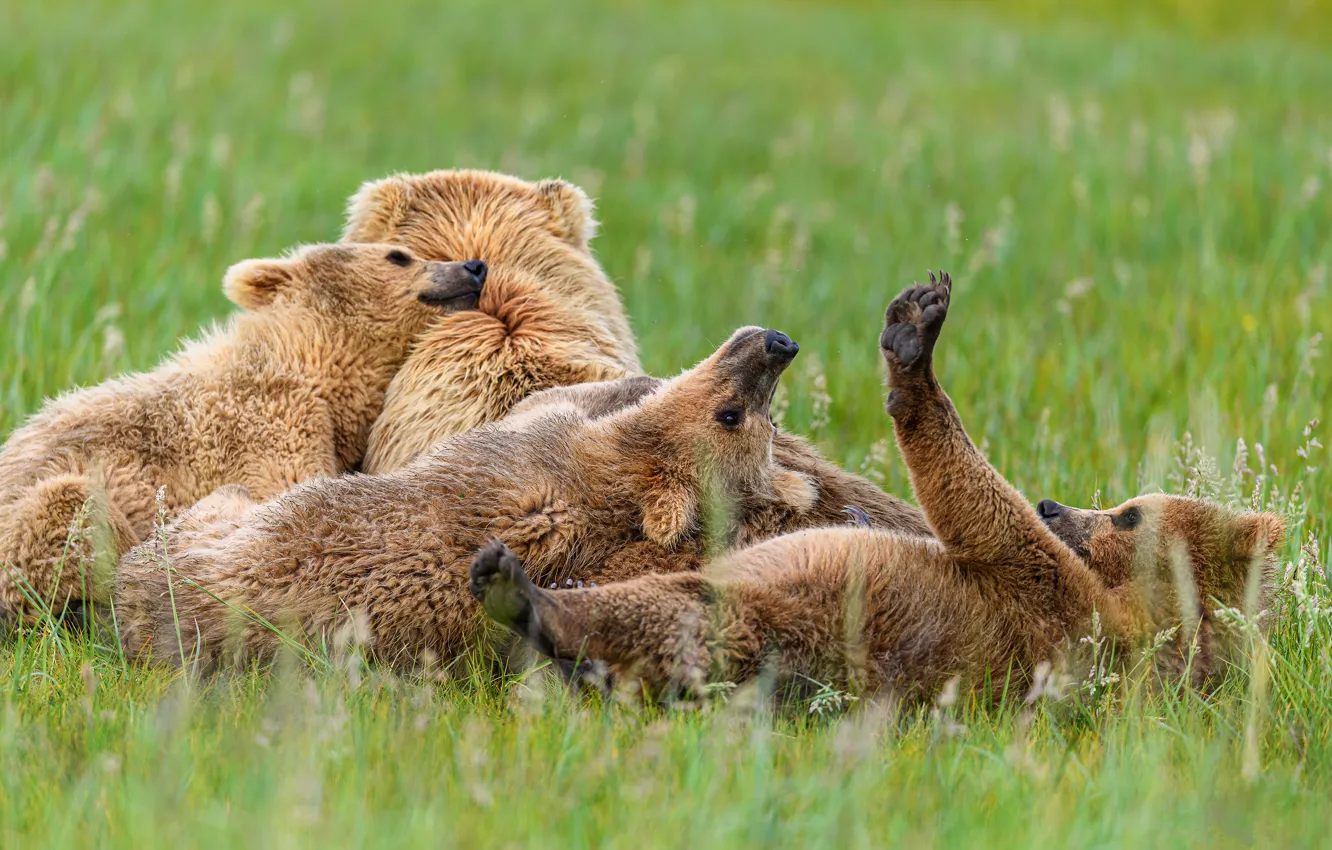 Photo wallpaper summer, pose, stay, glade, bear, bear, lies, bear