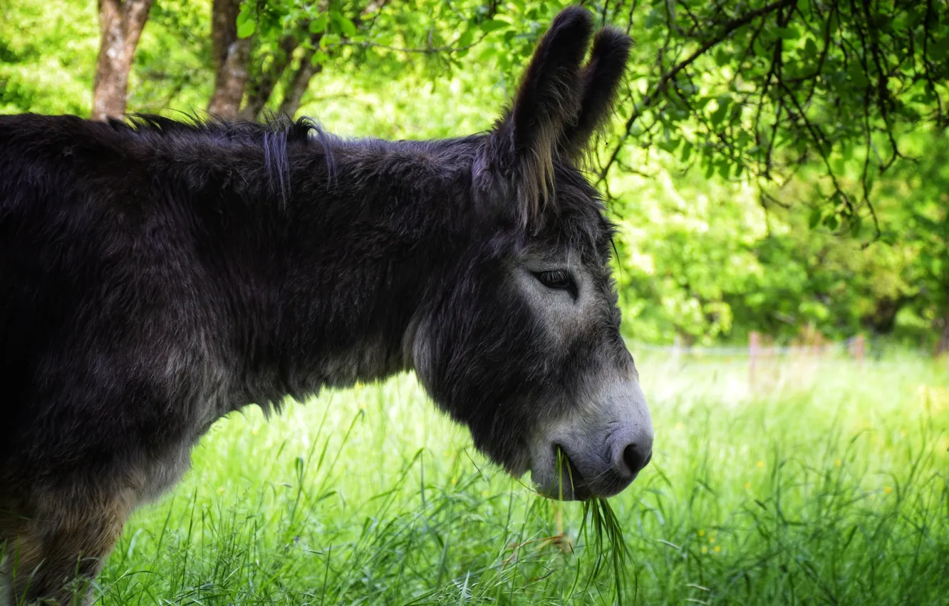Photo wallpaper greens, grass, face, branches, portrait, profile, donkeys, bokeh