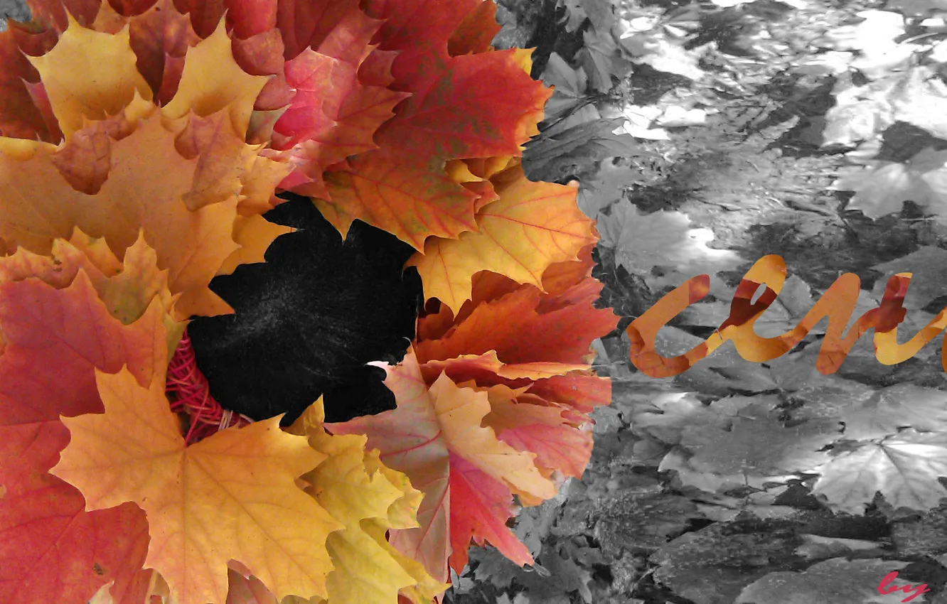 Photo wallpaper leaves, nature, Autumn, fallen