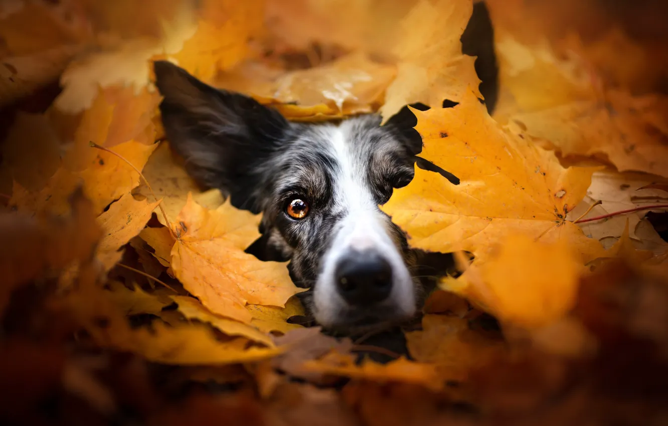 Photo wallpaper autumn, look, face, leaves, nature, mood, foliage, portrait